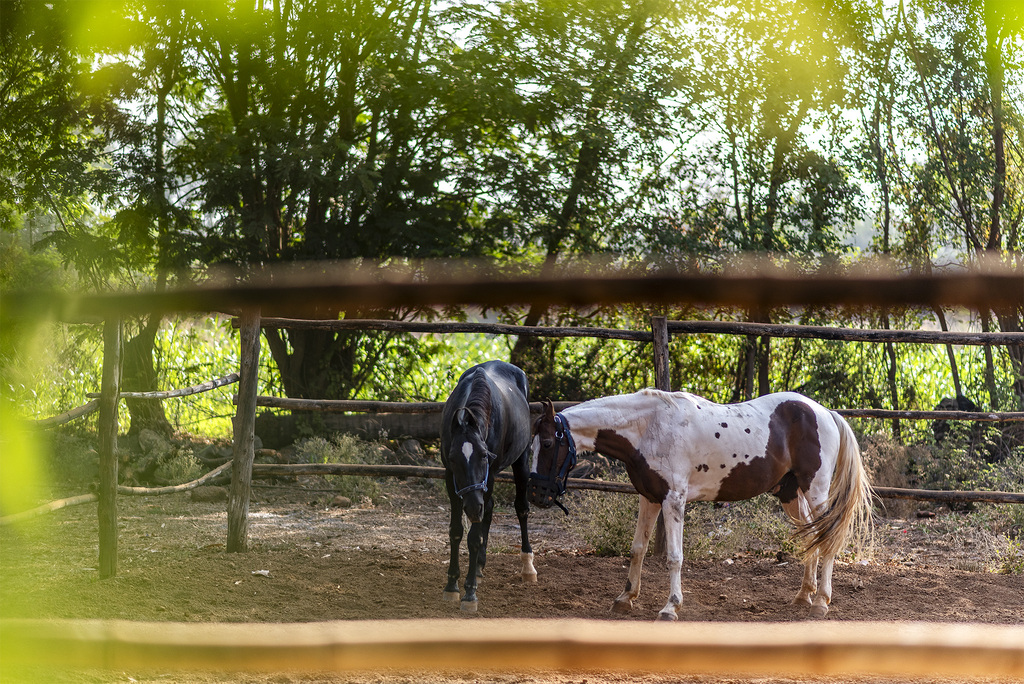 Animals
